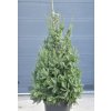 Picea omorika 175 - 200 cm RB