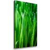 Vertikálny foto obraz canvas Steblo trávy 50x100 cm