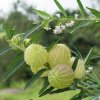 Gompokarpus mechúrikovitý - Gomphocarpus physocarpus - semená - 30 ks