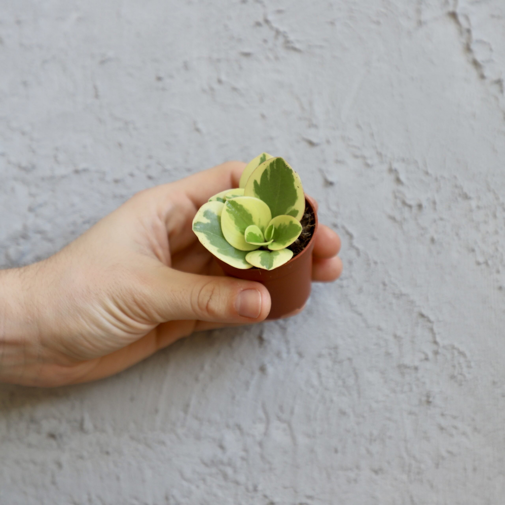 Peperomia bicolor baby