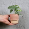 Monstera Amydrium Medium Silver baby