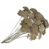 Stabilizované sušené kvety Rebríček - Achillea 200g - vintage sivá