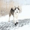 Trixie topánka WALKER ACTIVE 2ks