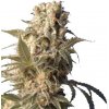 Serious Seeds AK-47 regular semena neobsahují THC 11 ks