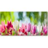 Moderný akrylový fotoobraz Tulipány 100x50 cm