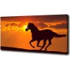 Foto obraz na plátne do obývačky Kôň západ slnka 100x50 cm
