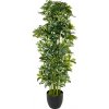 ŠEFLERA STROM V PLAST. KVETINÁČI ZEL/ŽL. 120CM