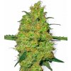 Sensi seeds Master Kush Regular 0% THC Balenie: 10 ks