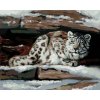 zuty Zuty - Maľovanie Podľa Čísel - Snežný Leopard V Úkryte (D. Rusty Rust), 40X50 Cm, Plátno (8596530186724)