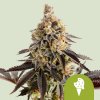 Royal Queen Seeds Sušienky z kanabisových semienok Gelato Auto 1 ks