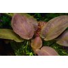 Lagenandra meeboldii Red