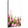 Vertikálny foto obraz na plátne Ružové tulipány 50x100 cm