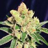 The Kush Brothers Seeds - Banana Sherbet 3 ks - Semená neobsahujú THC