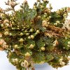 Ruža z Jericha - plavúnka schúlená - Selaginella lepidophylla - cibuľa ruže z Jericha - 1 ks