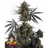 Fast Buds Cannabis Seeds Pound Cake Auto 3 ks