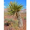 Yucca schidigera mladý semenáčik