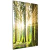 Vertikálny foto obraz akryl do obývačky Slnko v lese 50x100 cm