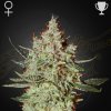 Green House Seed - GH Cheese 1 ks - Semená neobsahujú THC