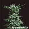 Kalashnikov Seeds - AK Skunk 10 ks - Semienka neobsahujú THC