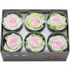 Ruža preparovaná 5cm TRICOLOR GREEN/WHITE/PINK /ks