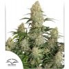Dutch Passion - Auto Critical Orange Punch 100 ks - semená neobsahujú THC