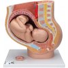 tehotenstvo - panva, 3 časti (Anatomické modely)