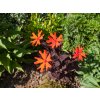 Lychnis arkwrightii ´ Orange Zwerg´ K9