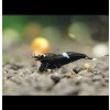 Caridina cantonensis cf. King Kong