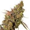 Expert Seeds - White Gold 10 ks - Semená neobsahujú THC