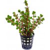 Rotala sp. 