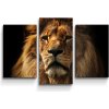 Sablio Obraz - 3-dílný Lev - 75x50 cm
