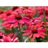 Echinacea purpurová Sweet Meadow Mama, kont. 1 l