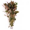 Ludwigia repens Rubin - zväzok