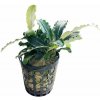 Bucephalandra Theia