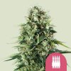 Royal Queen Seeds - Royal AK 100 ks - Semená neobsahujú THC