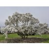 Magnólia hviezdicovitá Royal Star 20-40cm - Magnolia stellata kont. 3 l