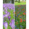 Zmes Bee mixture Veenendaal, na 1m2