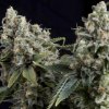 Pyramid Seeds Auto Tutankhamon semena neobsahuji THC 50 ks
