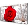 Sklenený obklad Do kuchyne Ruže kvet rastlina 100x50 cm