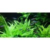 Helanthium 'Quadricostatus' 1-2-Grow!