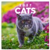 NOTIQUE Grid Cats 30 x 30 cm 2027