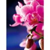 EVERSHINE Diamantové maľovanie Orchidea 2 40x50 cm