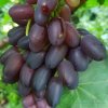 Vinič Night Beauty Nočná krása bezsemenná odroda USA