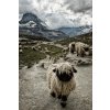 Fotografia Out of my way, Susanne Landolt, 26.7 × 40 cm