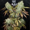 B-S-B Genetics - Banana Kush 1 ks - Semienka neobsahujú THC