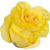 Umelá ruža puk W681-04