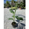 Musa sikkimensis ‘Red Tiger’ vo výške 60 cm
