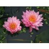 Lekno American Star Pink, kont. p11