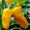 Paprika Snacking Yellow F1 - Capsicum annuum - predaj semien - 5 ks
