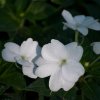 Netýkavka Accent biela F1 - Impatiens walleriana - semená netýkavky - 20 ks